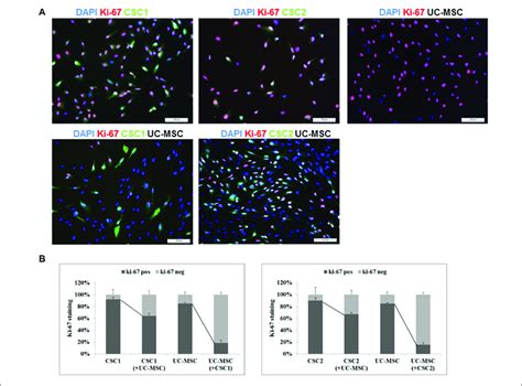 Modulation Of The Growth Fraction Of GBM CSCs Expressing GFP And