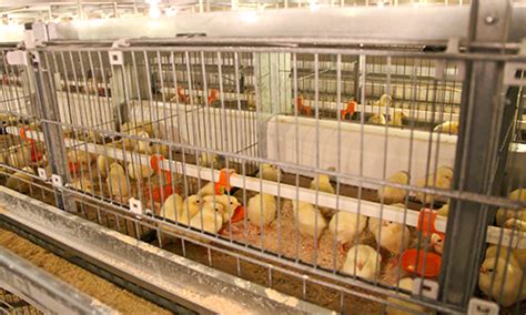 Conventional Cage Systems Conventional Cages Housing Systems