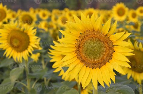 Girasol Cultivo A Amanecer Girasol Natural Antecedentes Girasol