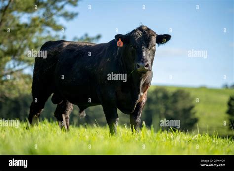 Stud Wagyu Bull Beef Cattle And Cows In Australia Stock Photo Alamy