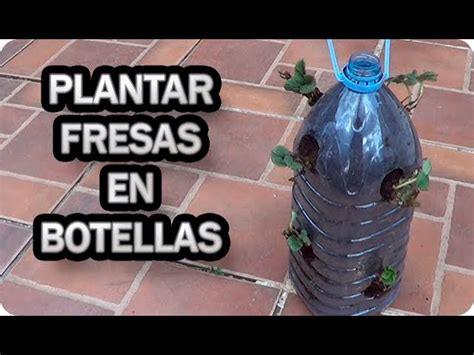 Guía práctica para cultivar fresas en botellas de plástico Pregúntale