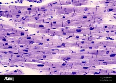 Heart Cell Micrograph Hi Res Stock Photography And Images Alamy