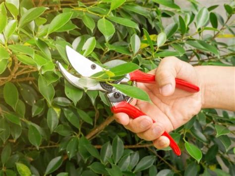 Come Potare Un Ficus Il Giardino Commestible