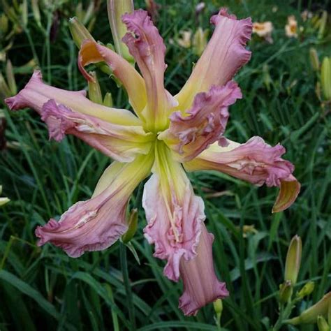 Daylily Hemerocallis Heavenly Pink Petticoats In The Daylilies