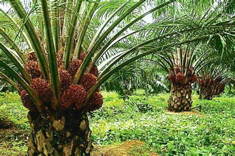 Gambar Lukisan Pokok Kelapa Sawit Pokok Kelapa Sawit Klasifikasi