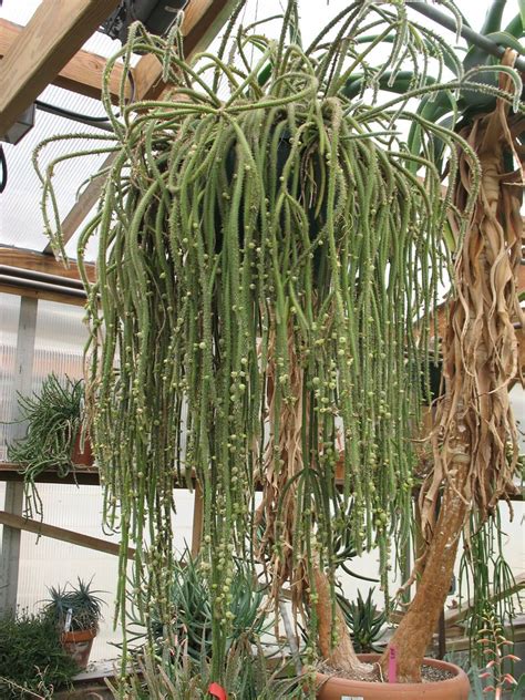 Rhipsalis Baccifera Ssp Horrida Plant Photographed At Me Flickr