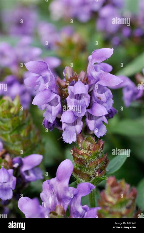 Brunella Grandiflora Freelander Stock Photo Alamy