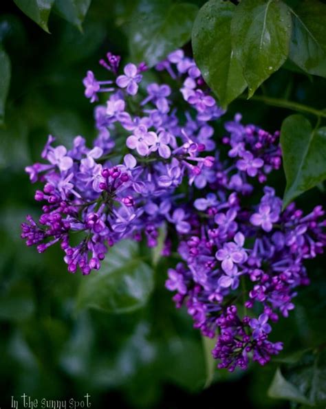 Deep Purple Lilacs Leylak