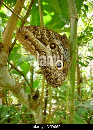 Una Mariposa B Ho En El Centro De Mariposas Pilipintuwasi En Iquitos