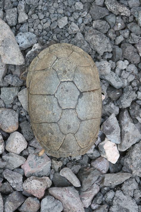 Mexican Mud Turtle from Mazatlán Sin México on October 9 2014 at 12