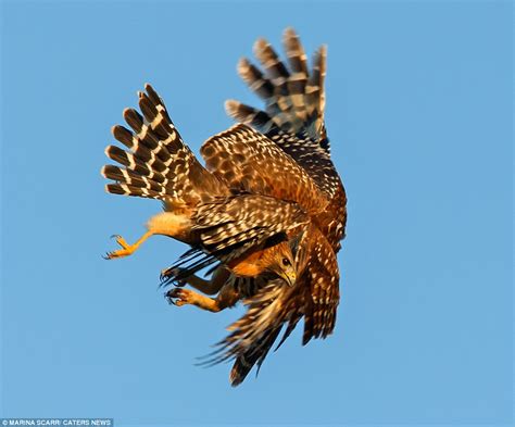 Owl in dramatic mid-air battle with hawk that landed too near its nest ...