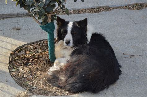 Border Collie Perro Mascota Foto Gratis En Pixabay Pixabay