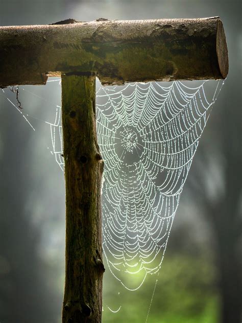 Spider Web Cobweb Free Photo On Pixabay Pixabay