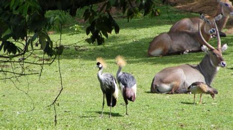 Entebbe Zoo - Uganda Wildlife Education Centre, Uganda | Wildlife ...