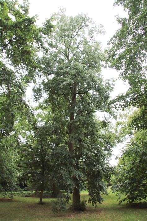 Tilia Mongolica Pan Global Plants