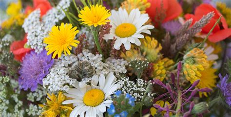 Vilde Blomster Naturguide Dk Natur Og Friluftsliv