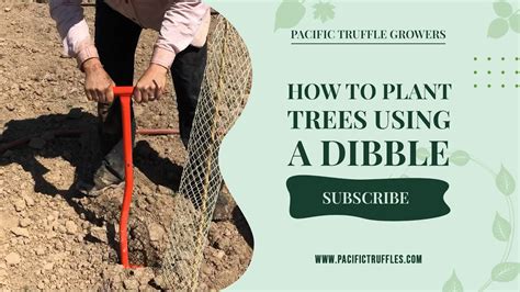 How To Plant Trees Using Dibble Youtube