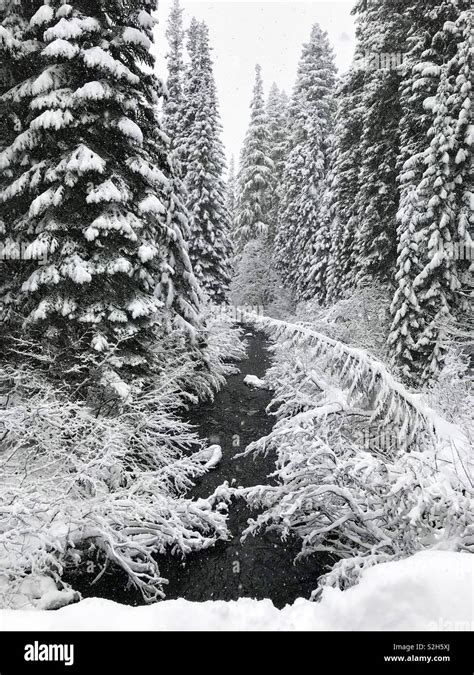 Snow Falls Heavy On Salt Creek Weighing Down The Tree Branches In The