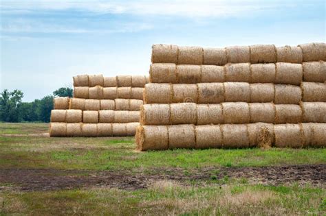 Hay Bales On The Field Many Bales Of Hay Are Stacked On The Field In