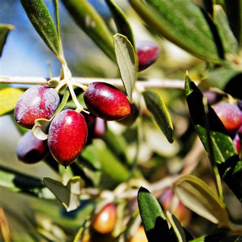 Koroneiki Greek Olive Tree – Grow Olives Inside - PlantingTree