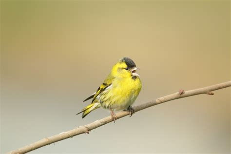 D Couvrez Les Oiseaux De Nos Campagnes Actu Fr