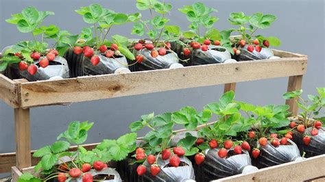 Revealing Tips For Growing Strawberries In Plastic Bottles To Produce A