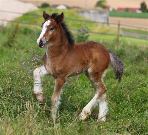 Afaerytalelife Good Girl Du Vallon Filly By Corinne Eisele