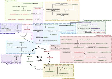 Schematic Representation Of Pathway Maps Of Significantly Discriminant