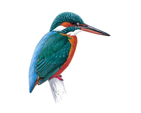 Kingfisher Bird Nature Wildlife Avian Species Transparent Png