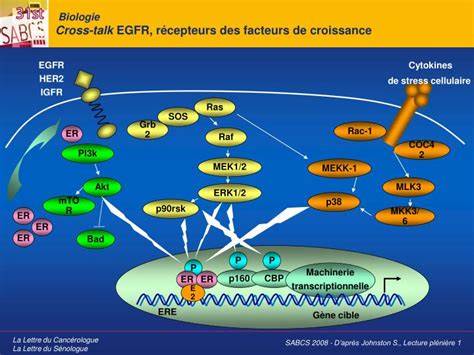 PPT Biologie Cross talk EGFR récepteurs des facteurs de croissance