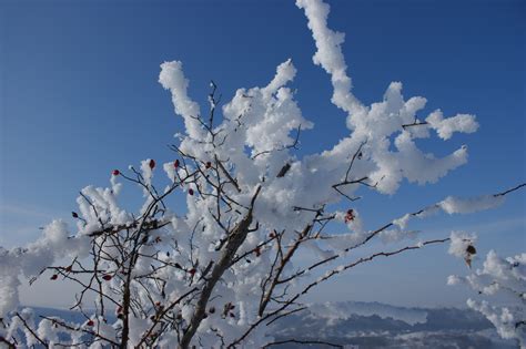 Images Gratuites Arbre La Nature Branche Fleur Neige Du Froid