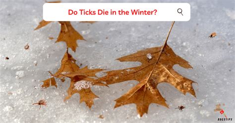 Do Ticks Die In The Winter The Truth About Ticks Bugstips