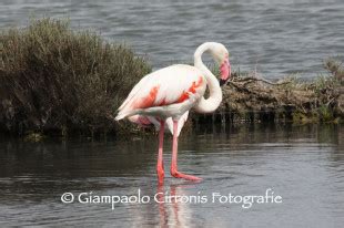 Lo Spettacolo Dei Fenicotteri Rosa Alle Saline Di Carloforte La