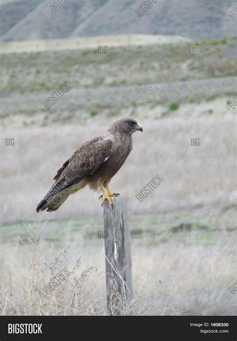 Hunting Hawk Image & Photo (Free Trial) | Bigstock