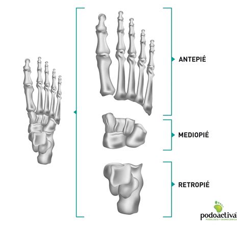 Huesos Del Pie Nombres Partes Y Funciones De Esta Anatomía ósea