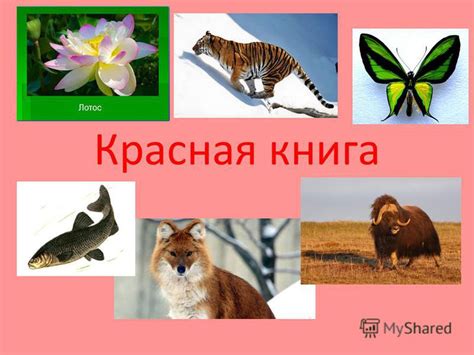 Черные страницы красной книги растения фото и описание