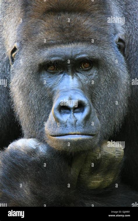 Silverback gorilla eyes hi-res stock photography and images - Alamy