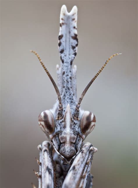 Cone Head Mantis Bugs And Insects Praying Mantis Beautiful Bugs