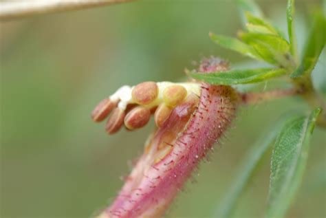 Cuphea Dipetala Lythraceae Image At Phytoimages Siu Edu