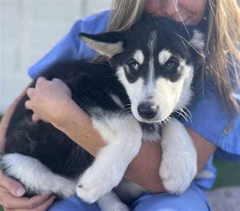 Ashton AZ Husky Rescue