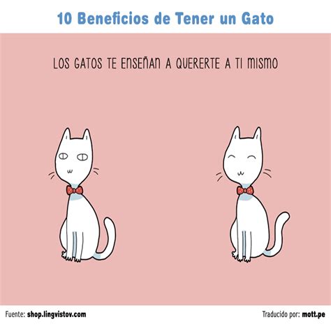 Estos Son Los Beneficios De Tener Un Gatito En Casa