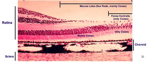 Macula Lutea Histology