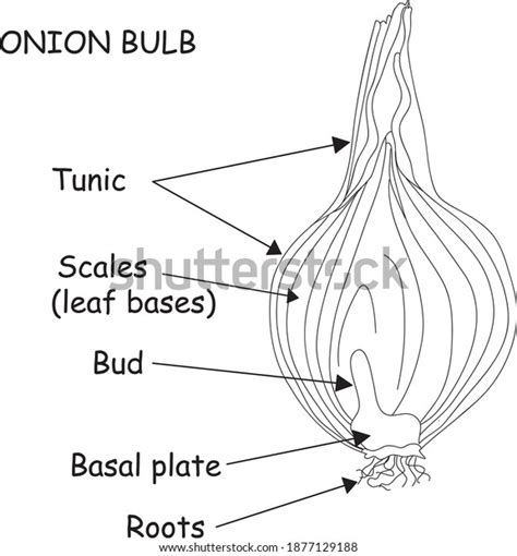 Onion Stem Cell Cycle Over Royalty Free Licensable Stock