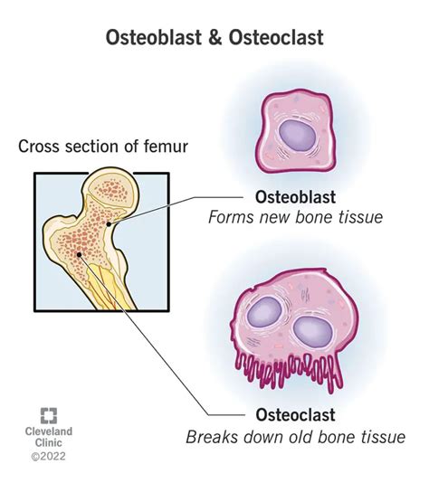 Osteoblastid Ja Osteoklastid Funktsioon Eesm Rk Ja Anatoomia Sfomc