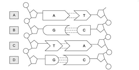 Structure Of Nucleic Acids Replication Of Dna Cie A Level Biology