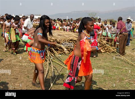 Zulu Maidens Deliver Reed Sticks To The King Zulu Reed Dance At