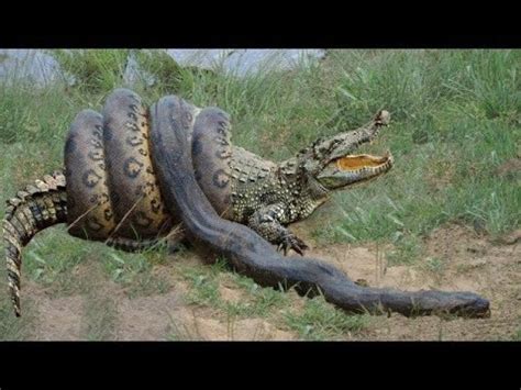 ANACONDA eating whole CROCODILE ...... unbelievable - Video | eBaum's World