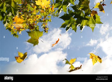 Hojas que caen de un árbol en otoño Fotografía de stock Alamy