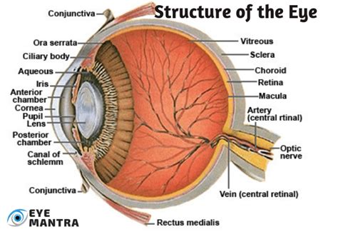 Anatomy of Eye | What is Eye, its Parts, their Functions | EyeMantra