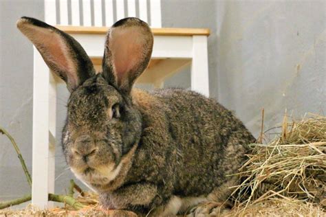 Leben statt Kühltruhe Willkommen Robinson Land der Tiere